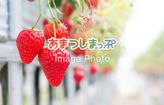 いちご狩り