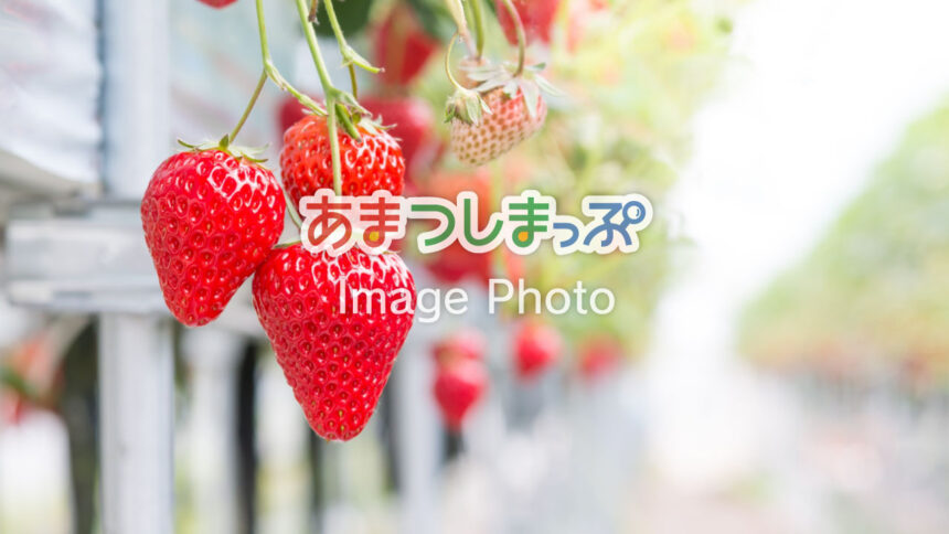 いちご狩り